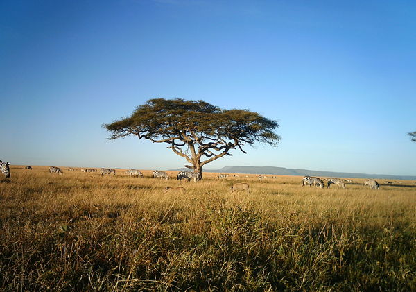 Serengeti Plains with a single large tree surrounded by zebras