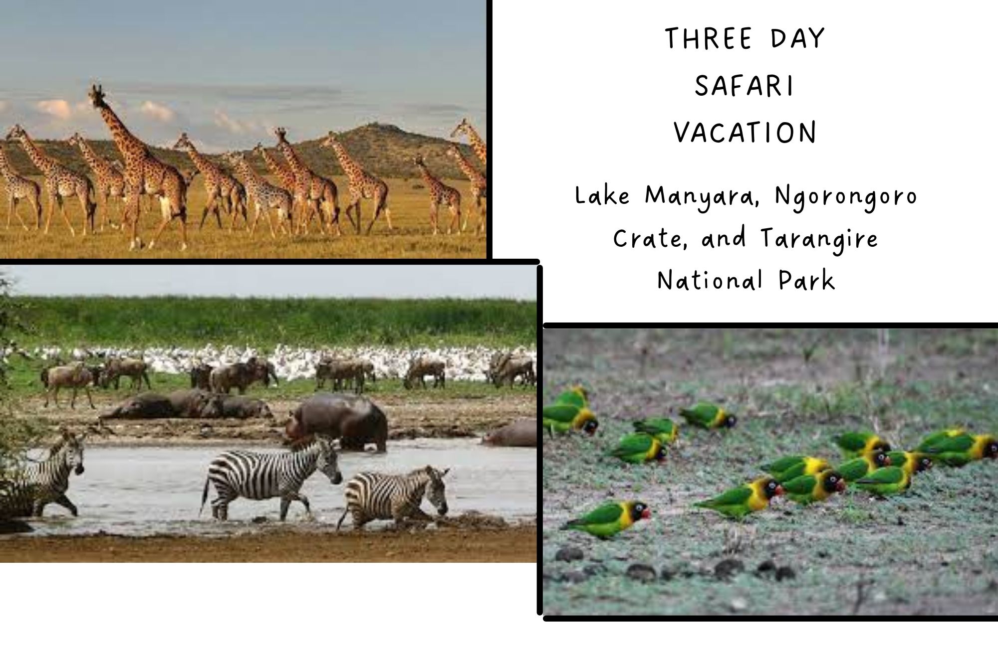 Lake Manyara with 12 girrafes walking in the upper left corner, the Ngorongoro Crater with zebras, hippopotamuses and wildebeest walking in the lower left corner, and the Tarangire National Park with 14 green and yellow birds