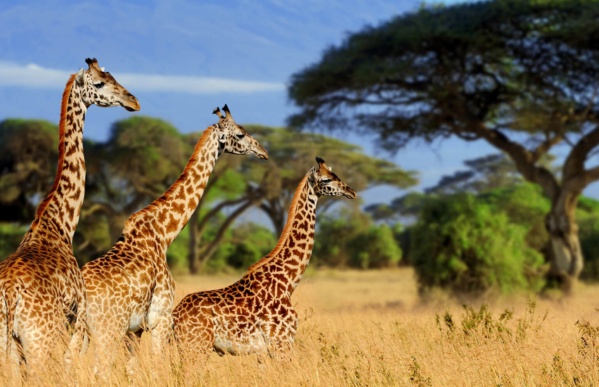 Three giraffes in Tarangire and in Serengeti