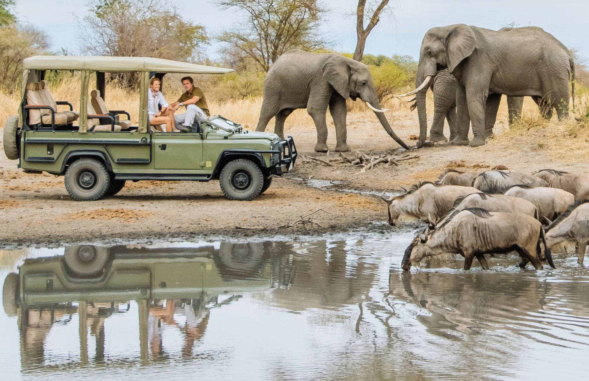 Tourists riding in a car alongside elephants and wildebeest