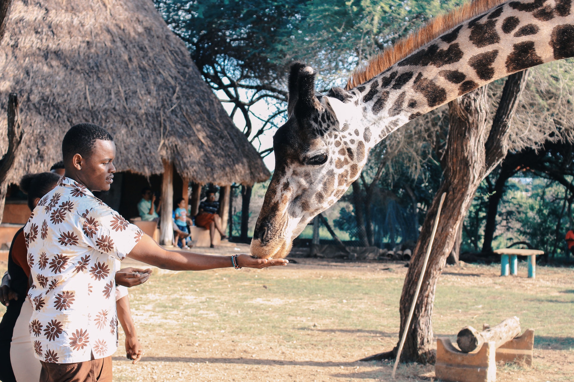 Man feeding a giraffe
