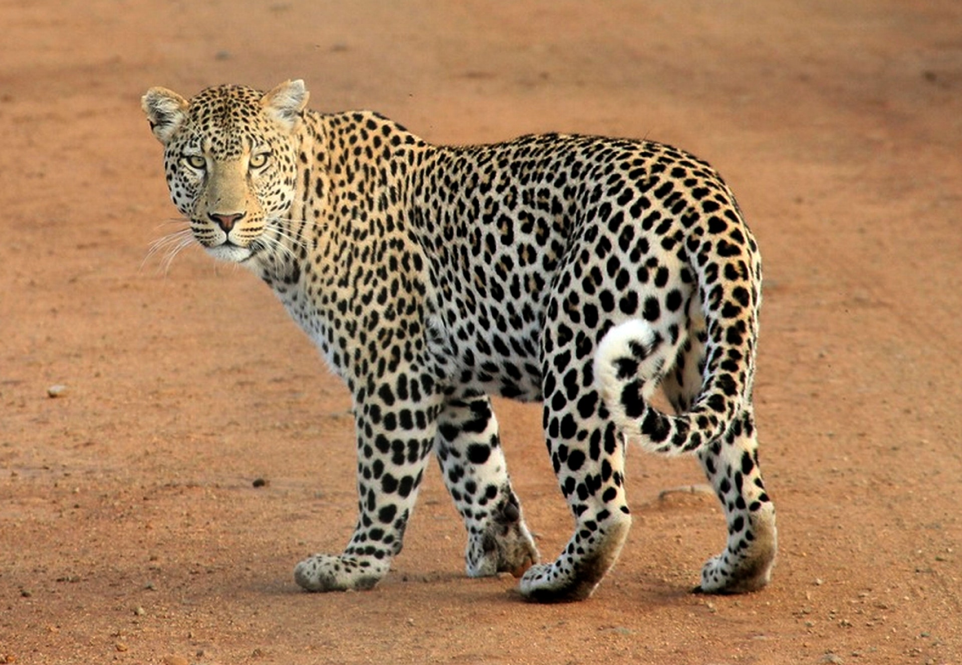 Leopard in a safari in africa