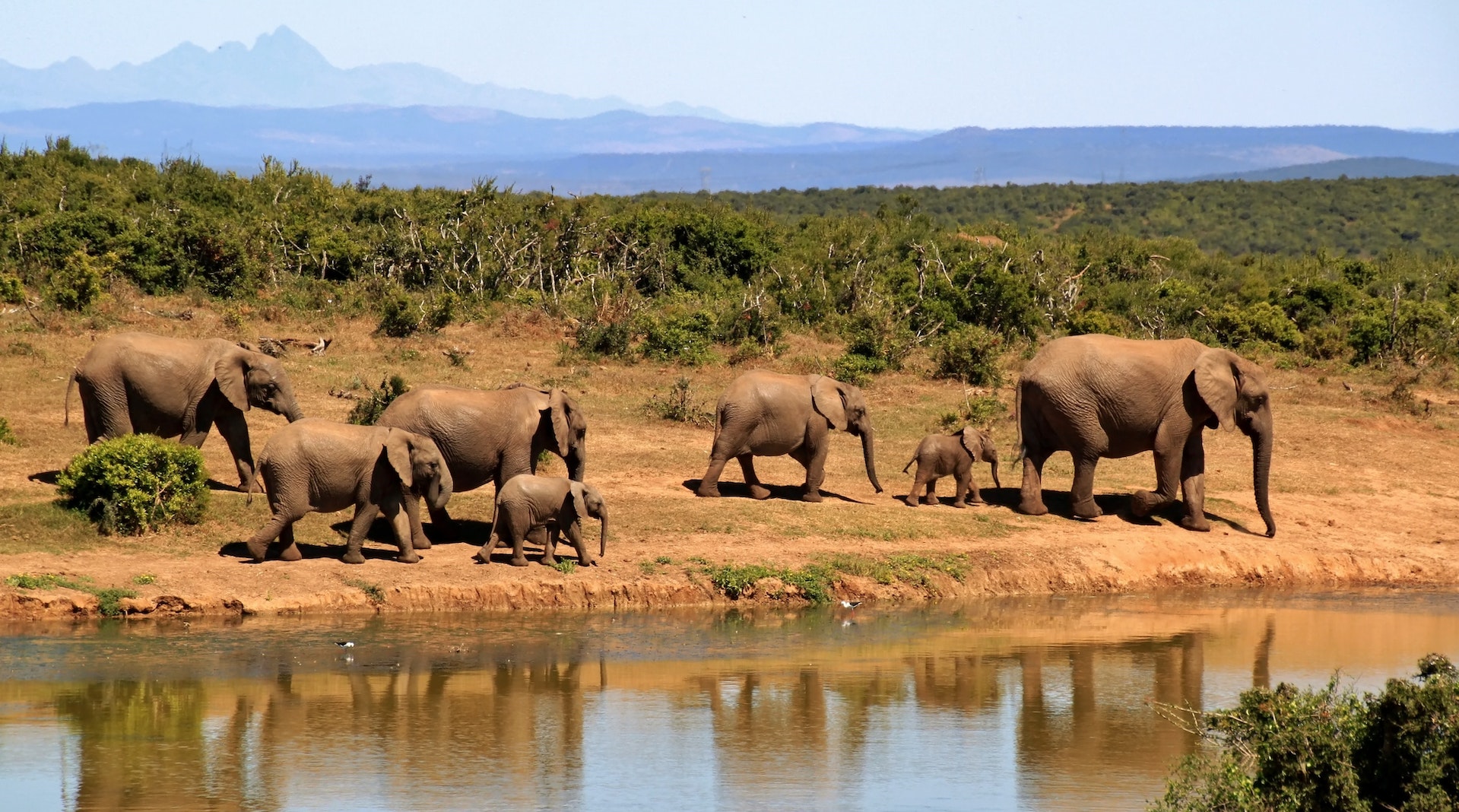 Are Animal Safaris Ethical? It's Not An Easy Question