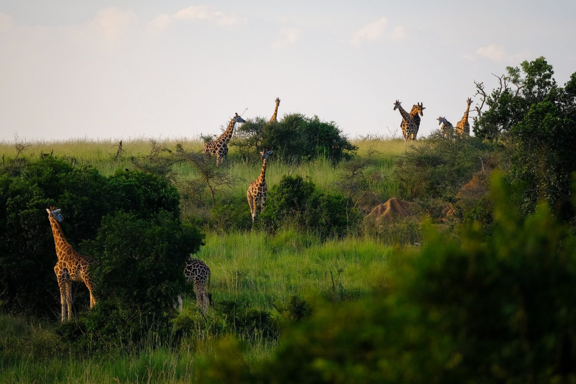 Terrible Accidents In Safaris