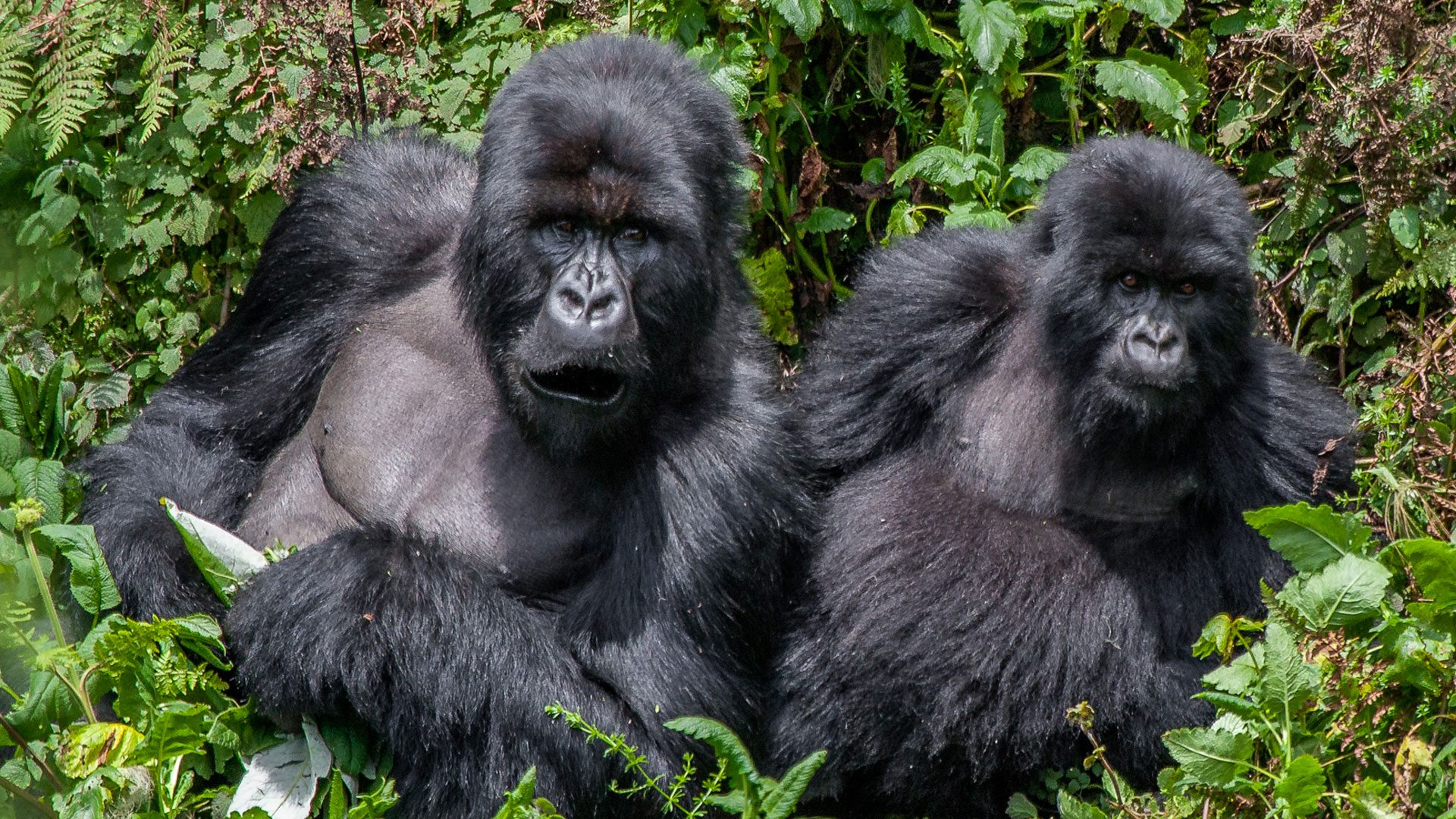 Gorillas from the movie Gorillas in the mist