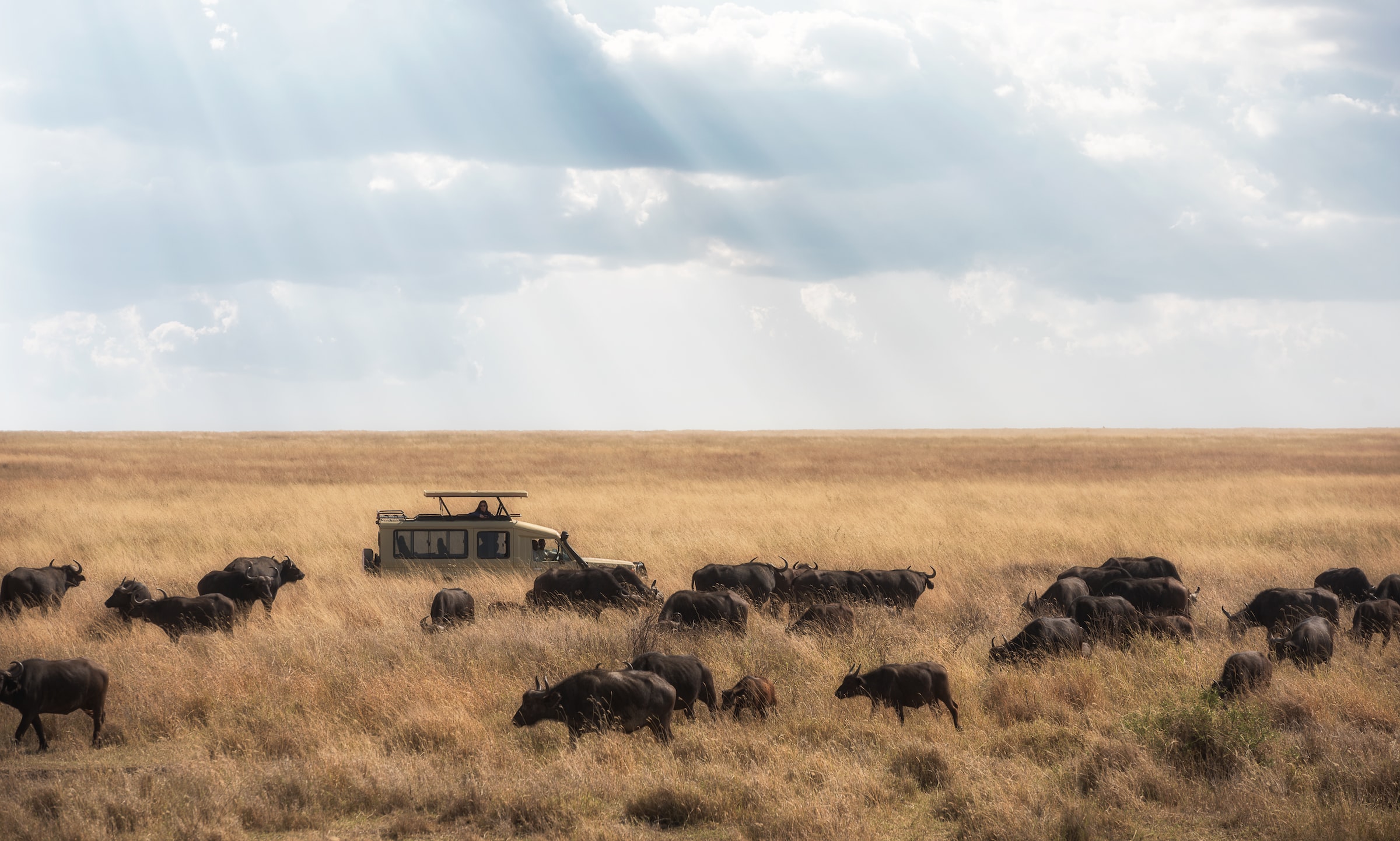 What Distinguishes A Zoo From A Safari? Differences Between A Zoo And Safaris