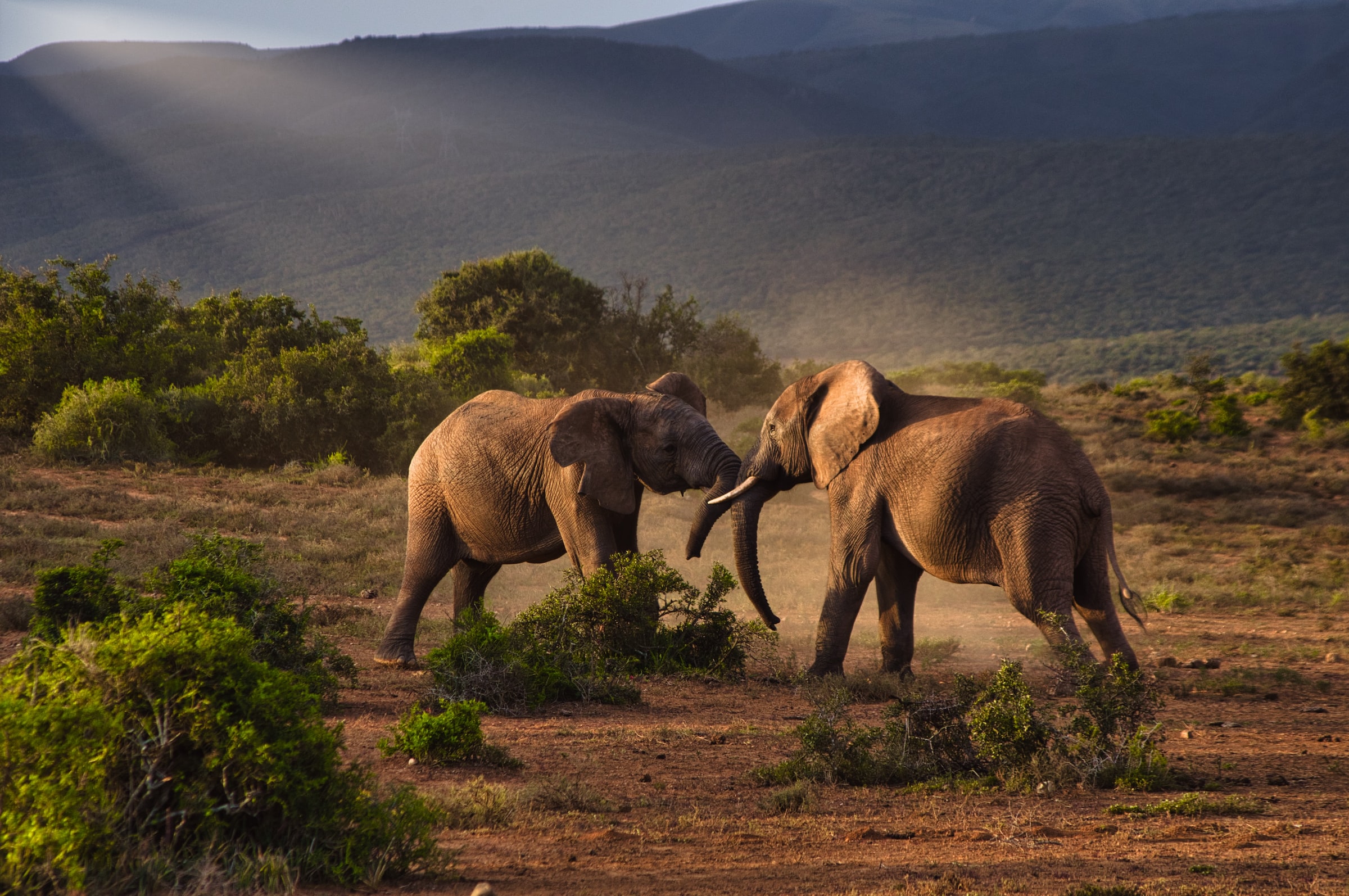 Two elephant fightning in a safari