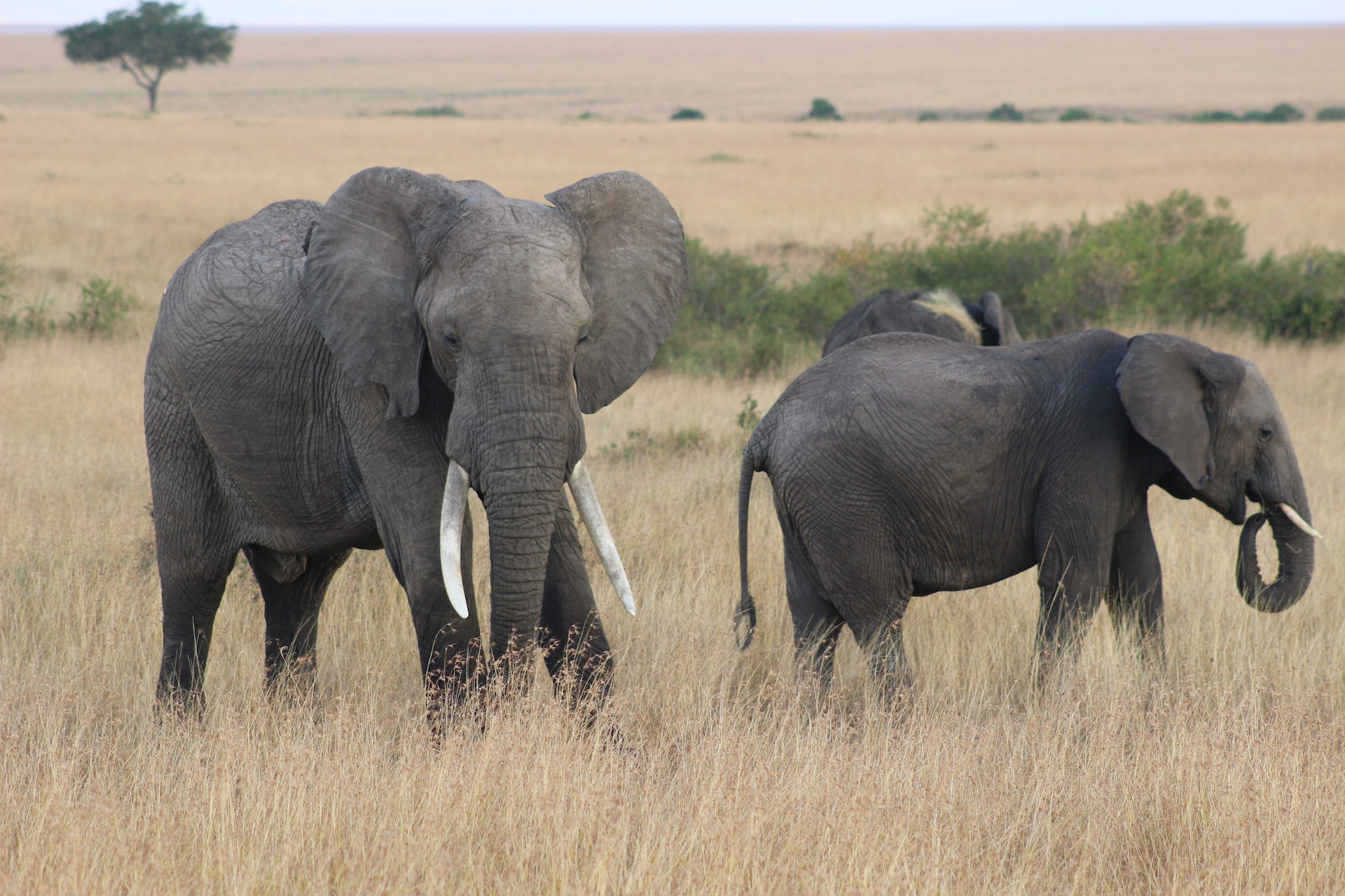 Elephans on a safari zone