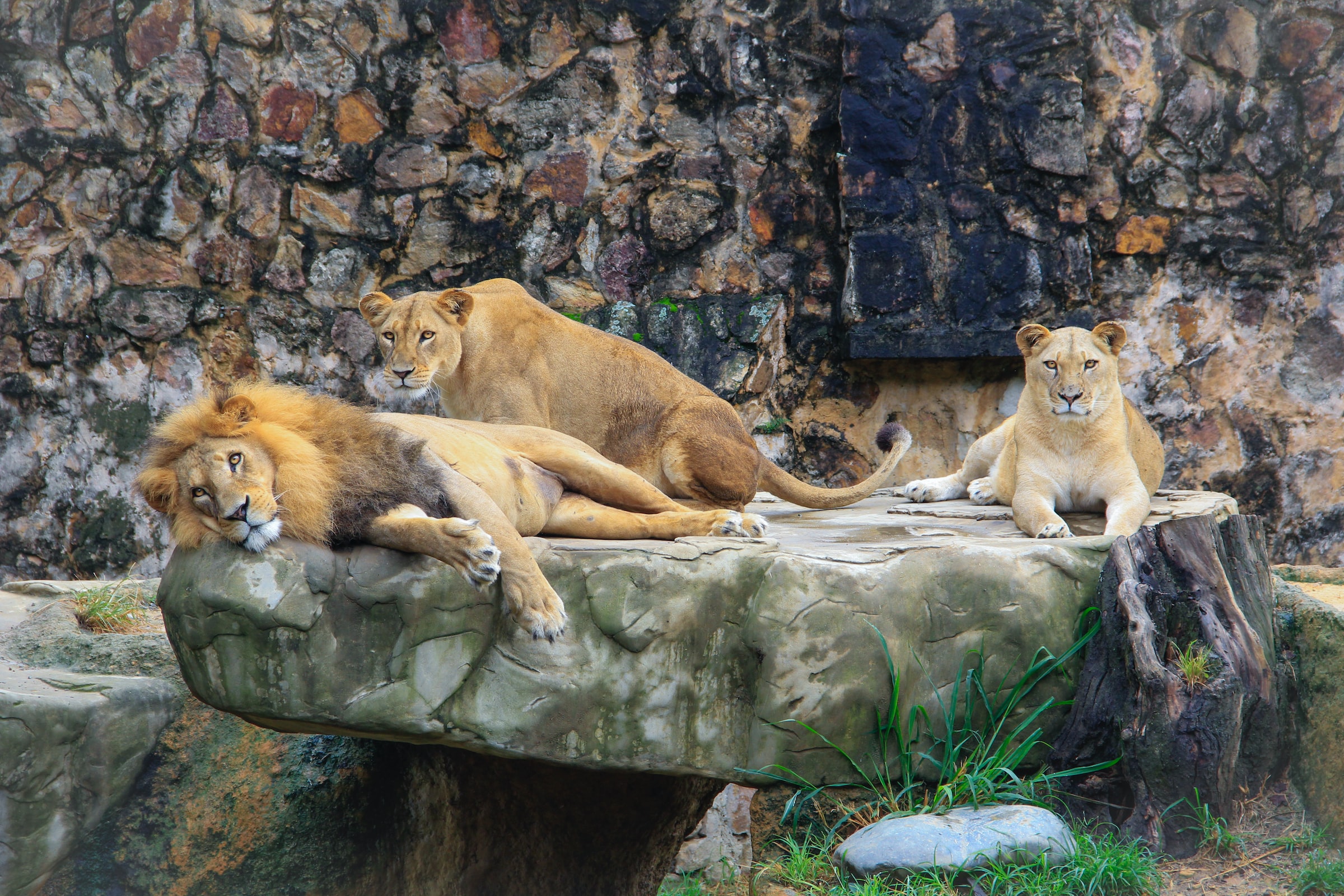 Lions in a zoo in Colombia