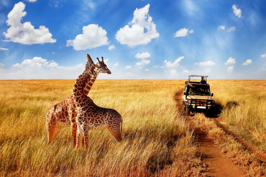 A couple of giraffes and a safari car
