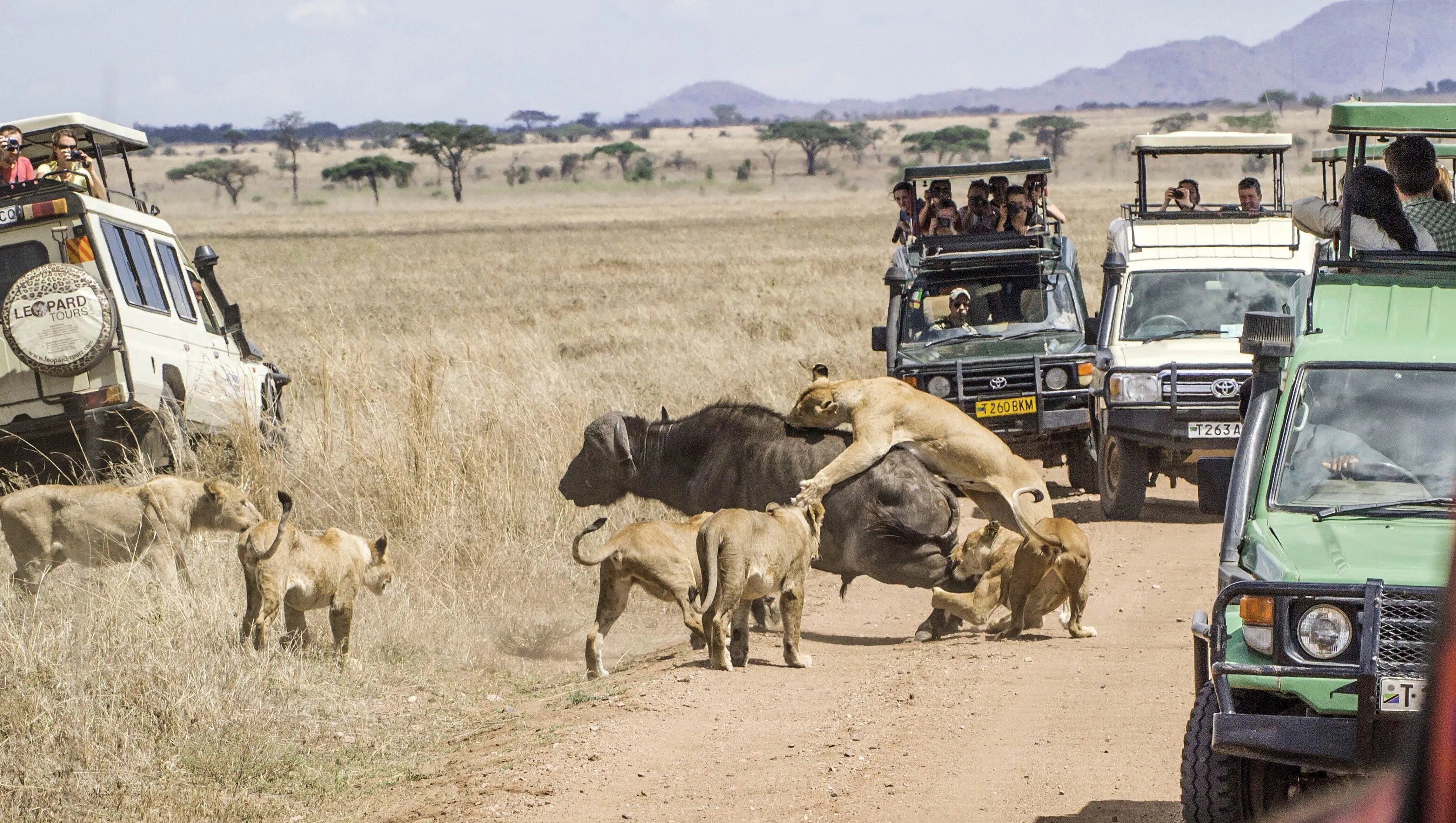 Lions attacking a buffalo in a safari