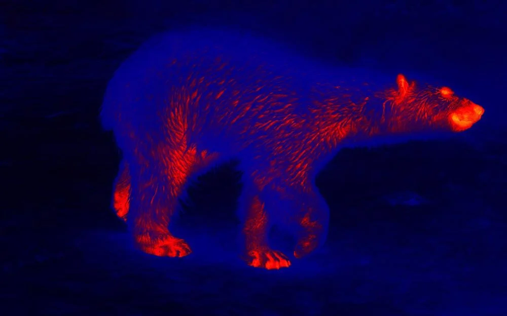 Thermal camera for animales