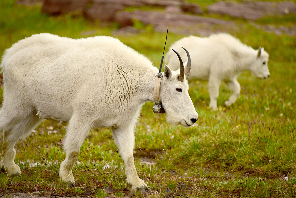 Goat with a monitoring device