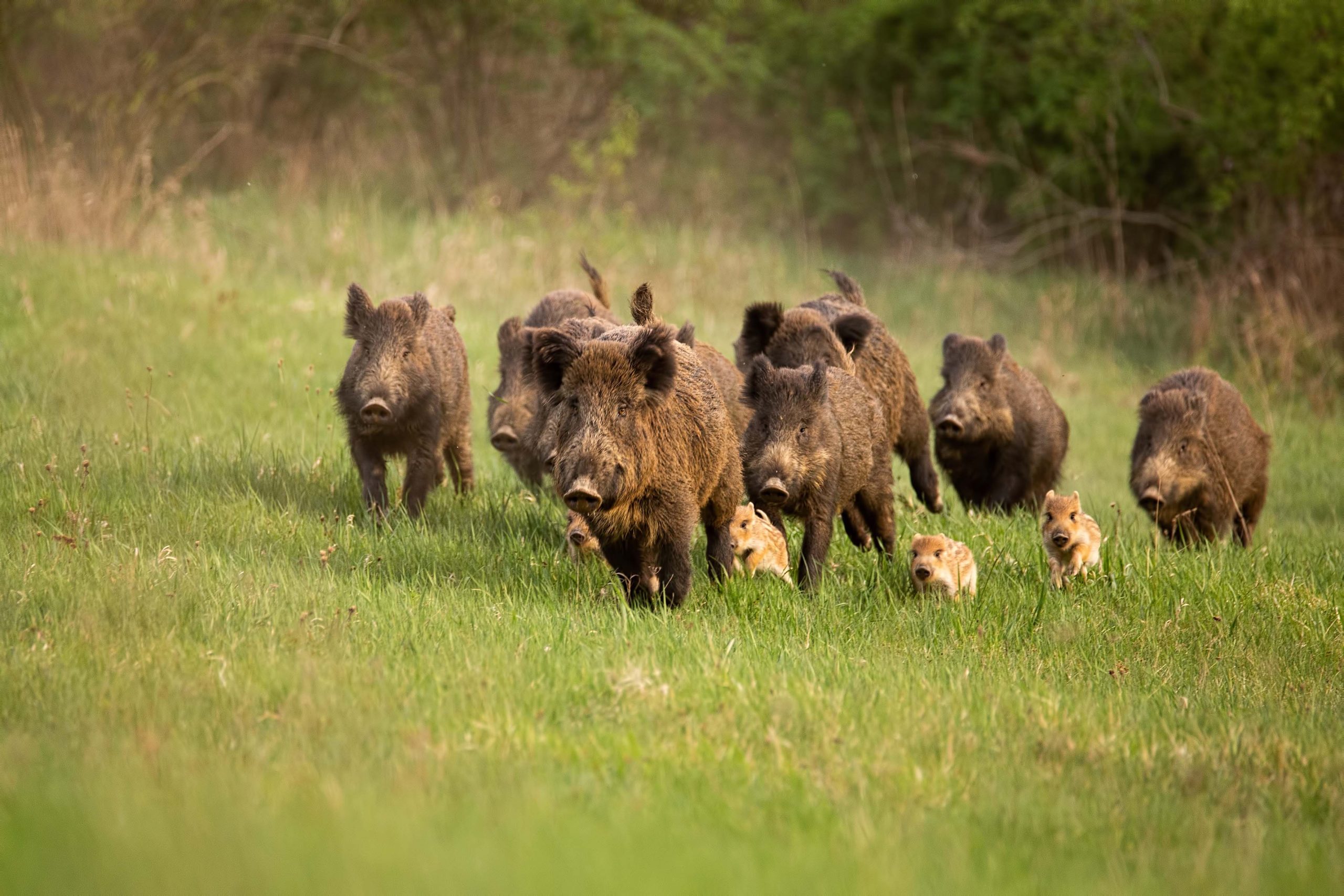 Wildlife Monitoring - Ensuring The Survival Of Our Planet's Most Precious Species